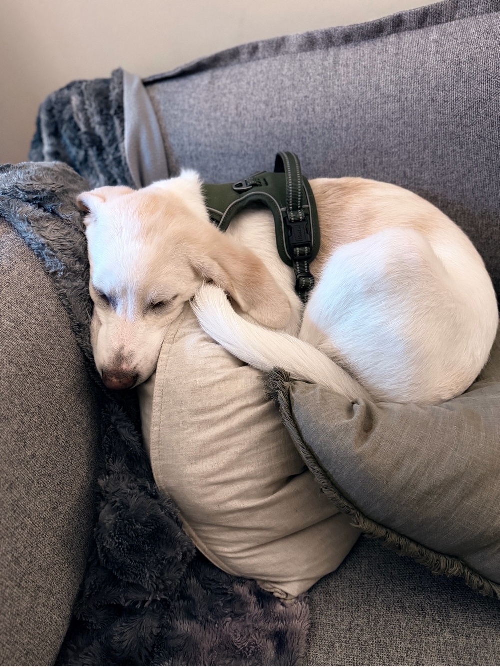 SORE IS LIVE! ✨🐾🦊 - Picture 14 of 16
